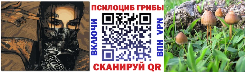 закладка  Кондопога  Псилоцибиновые грибы Magic Shrooms 